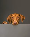 Curious Canine: A Dog's Inquisitive Gaze Over the Edge. Generative ai Royalty Free Stock Photo