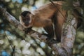 Curious capuchin monkey peering at the camera