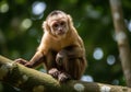 Curious capuchin monkey perched on a tree branch in a lush forest Royalty Free Stock Photo