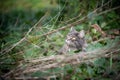 Curious cat amid bushes and green foliage looking up Royalty Free Stock Photo