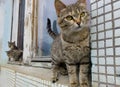 Curious cat came to apartment building window slopes Royalty Free Stock Photo