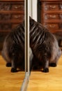 Cat climbs into closet Royalty Free Stock Photo