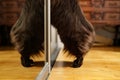 Cat climbs into closet Royalty Free Stock Photo