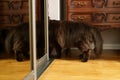 Cat climbs into closet Royalty Free Stock Photo