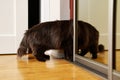 Cat climbs into closet Royalty Free Stock Photo