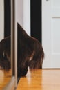 Cat climbs into closet Royalty Free Stock Photo