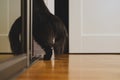 Cat climbs into closet Royalty Free Stock Photo