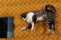 Curious cat explores laptop on a patterned blanket, overhead view. A tabby kitty using a computer, lying on a warm Royalty Free Stock Photo
