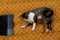 Curious cat explores laptop on a patterned blanket, overhead view. A tabby kitty using a computer, lying on a textured Royalty Free Stock Photo