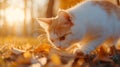 Curious cat exploring autumn leaves in warm sunset light Royalty Free Stock Photo