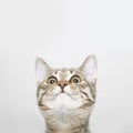 Curious cat face looking up Royalty Free Stock Photo