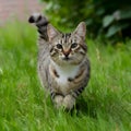 Curious cat frolics playfully in the outdoor environment