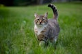 Curious cat frolics playfully in the outdoor environment