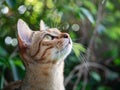 Curious Cat Gazing Upward in a Lush Garden