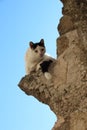 Cat in Greece Royalty Free Stock Photo