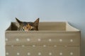 Curious cat has climbed into storage box, looks out playing hunting for a toy. Pet lovers. Royalty Free Stock Photo