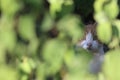 a curious cat hiding behind bushes Royalty Free Stock Photo