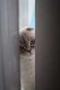 Curious cat hiding behind the window curtains Royalty Free Stock Photo
