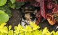 Curious cat hiding on a garden Royalty Free Stock Photo