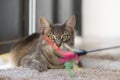 Curious Cat hunting playing colorful Feathers Wand toy at home Royalty Free Stock Photo
