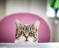 Curious Cat Royalty Free Stock Photo