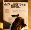 Curious cat inspecting APC Smart-UPS battery