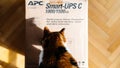 Curious cat inspecting APC Smart-UPS battery