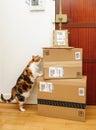 Curious cat inspecting multiple Amazon Prime boxes