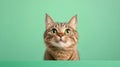 A Curious Cat Looking Up Royalty Free Stock Photo