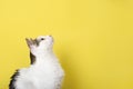 Curious cat looking up isolated on yellow background. Pet Banner with copy space