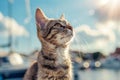 Curious cat looking up at the sky Royalty Free Stock Photo