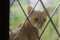 curious cat loooking in from a meshed window Royalty Free Stock Photo