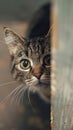 Curious cat peeking around corner Royalty Free Stock Photo