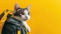 Curious Cat Peeking Out of a Backpack Royalty Free Stock Photo