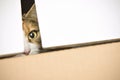 Curious cat peeking out of box