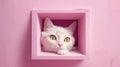 Curious Cat Peeking Out of Hole in Solid Pink Wall. Royalty Free Stock Photo