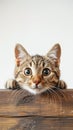 Curious Cat Peeking Over Wooden Box