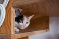 curious cat peeking under the wooden staircase, close up