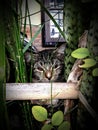 A curious cat peeks through dense green plants with an intense gaze Royalty Free Stock Photo