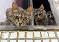 Curious cat peeks out the window Royalty Free Stock Photo