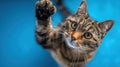 The curious cat reaching out with its paw towards the camera.AI generated image Royalty Free Stock Photo