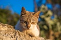 Curious cat relaxing outdoors in golden sunlight Royalty Free Stock Photo