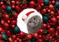 Curious cat in Santa Claus hat looks through a Christmas wreath. British cat in a Christmas frame of red and green decorations. Royalty Free Stock Photo