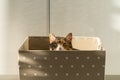 Closeup of curious cat has climbed into storage box, looks out playing hunting for a toy. Pet lovers Royalty Free Stock Photo