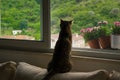 Curious cat sitting on the sofa is watching what happens outside