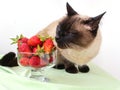 Curious cat sniffs strawberries lying in a vase