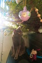 Curious cat standing near the Christmas tree Royalty Free Stock Photo