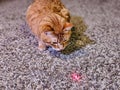 Curious cat staring at a red laser on the carpet, ready to pounce Royalty Free Stock Photo