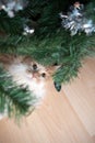 Curious cat under christmas tree Royalty Free Stock Photo
