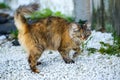 A curious cat is walking on the street. The animal is in motion. A long-haired stray cat with a raised tail